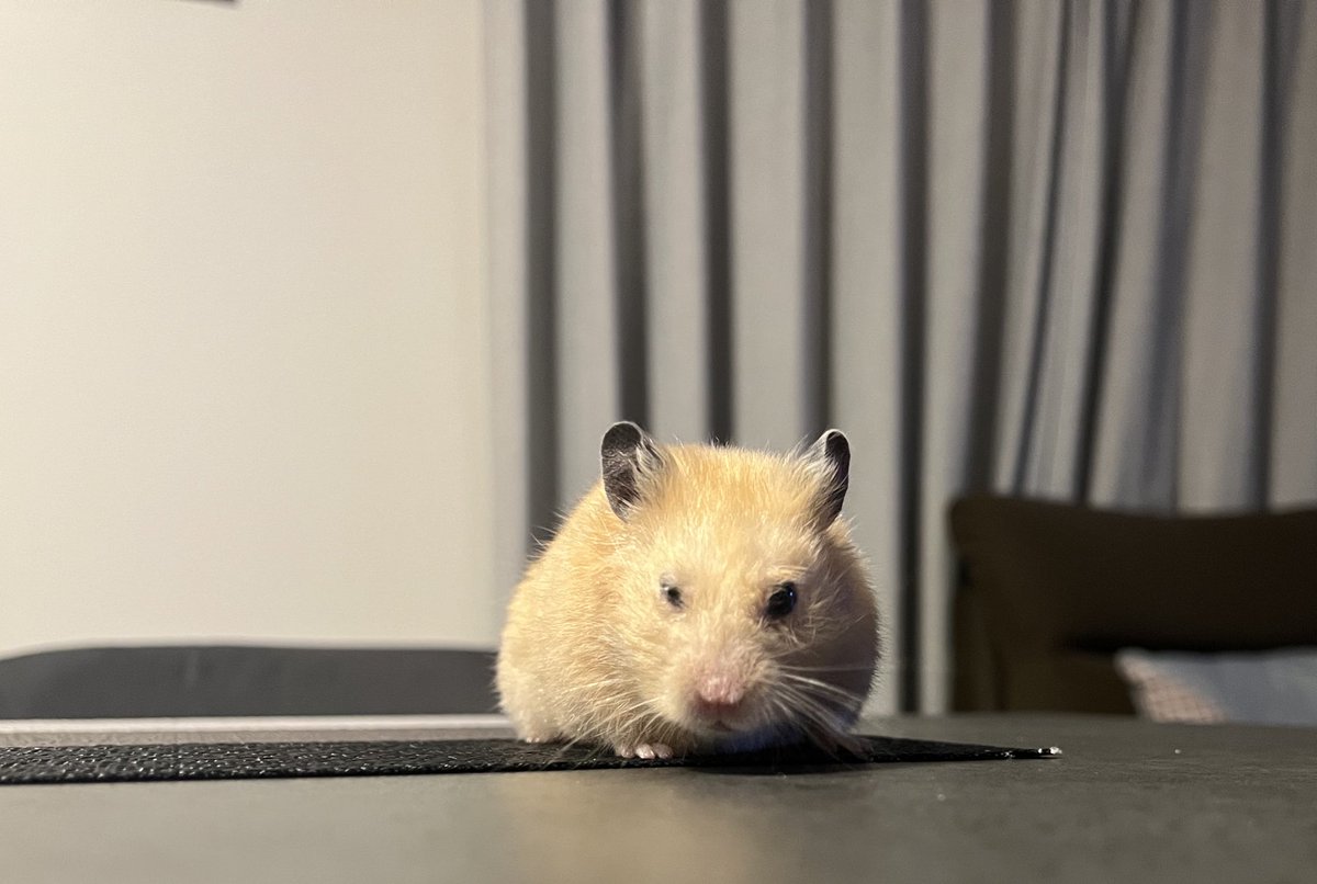 百獣の王 (@daitokaisaitama) / Posts / X