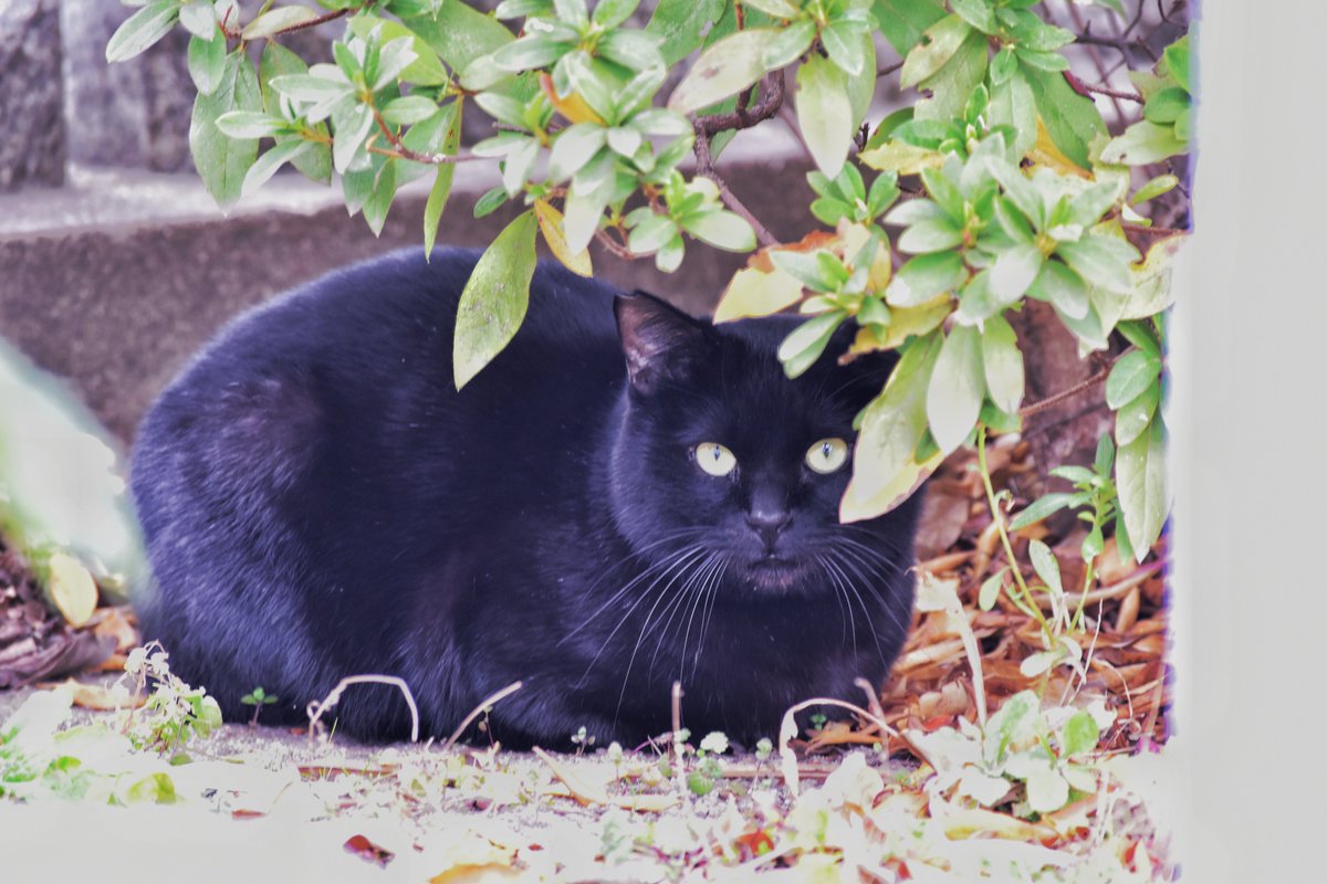 神社のすみっこで香箱座りしてた黒猫ちゃん #猫