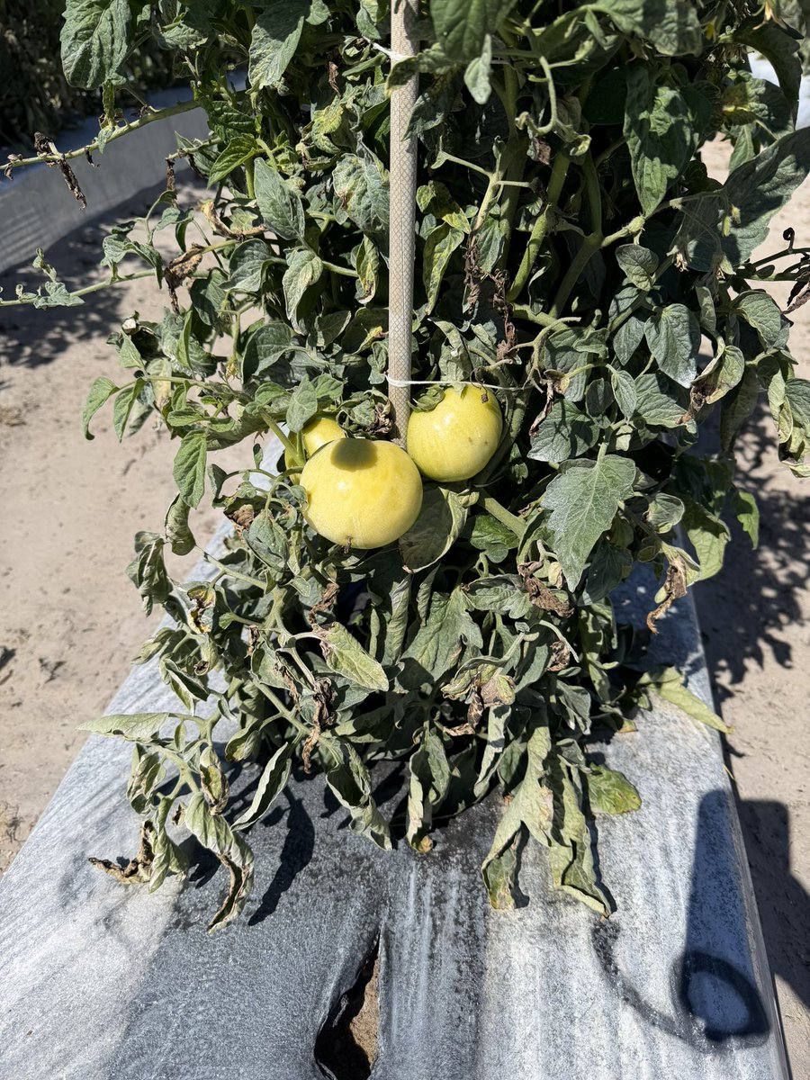 Lance Watson tweet media