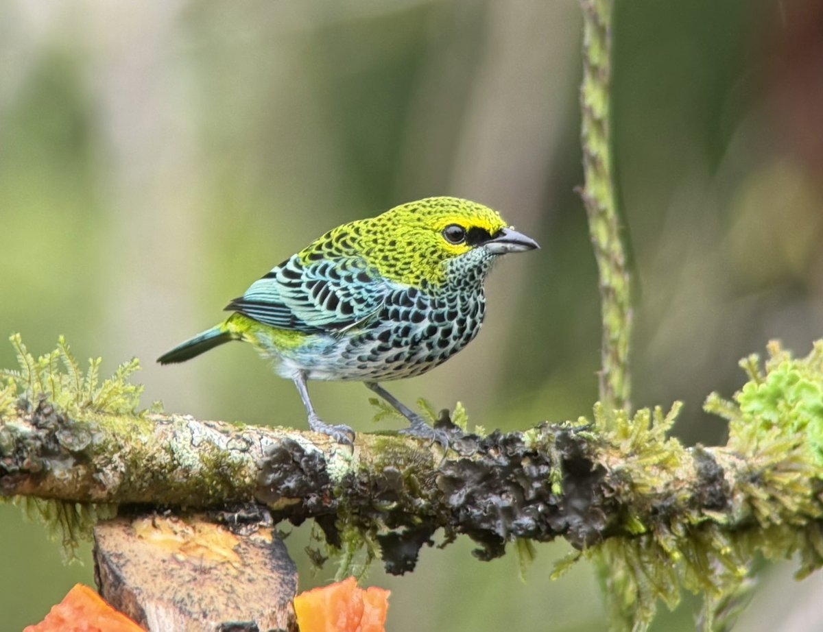 Andrew Guttenberg tweet media