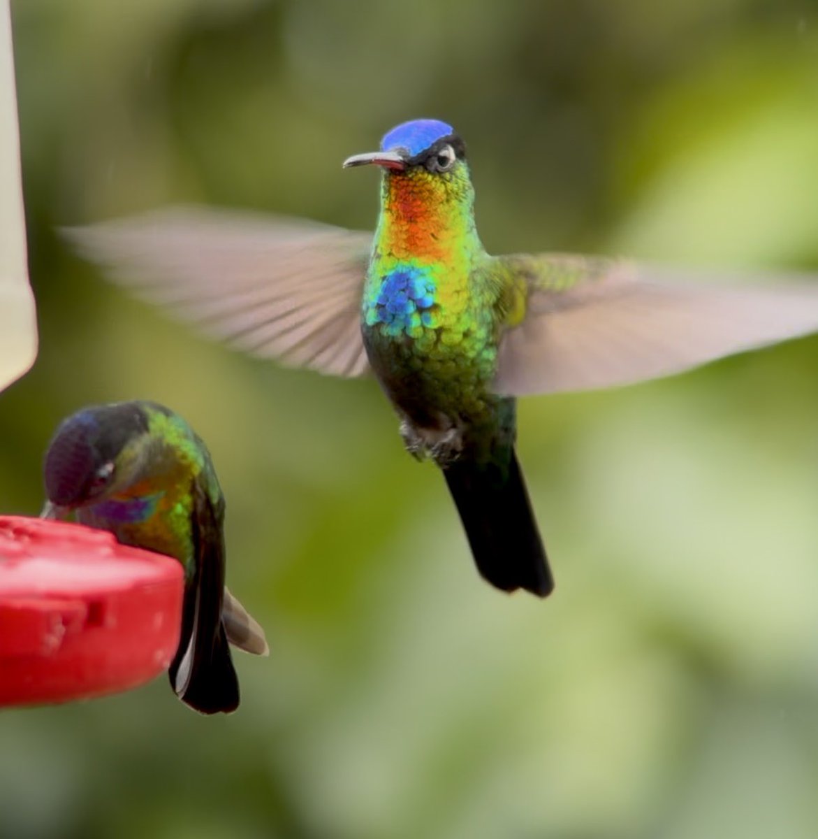 Andrew Guttenberg tweet media