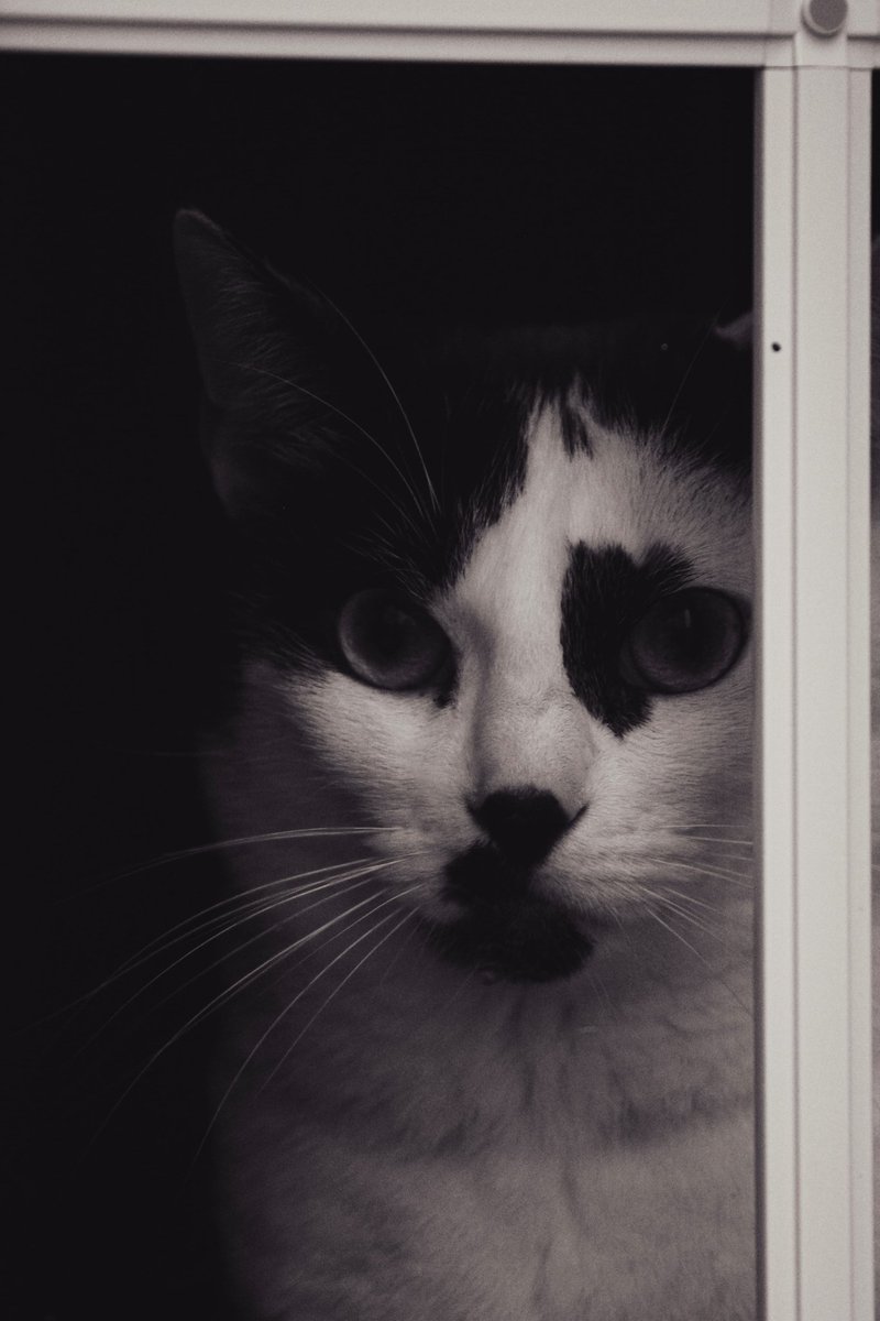 mcnolys's tweet photo. 0 dudas de que mi gato es guapísimo https://t.co/3A9QdLDFxg