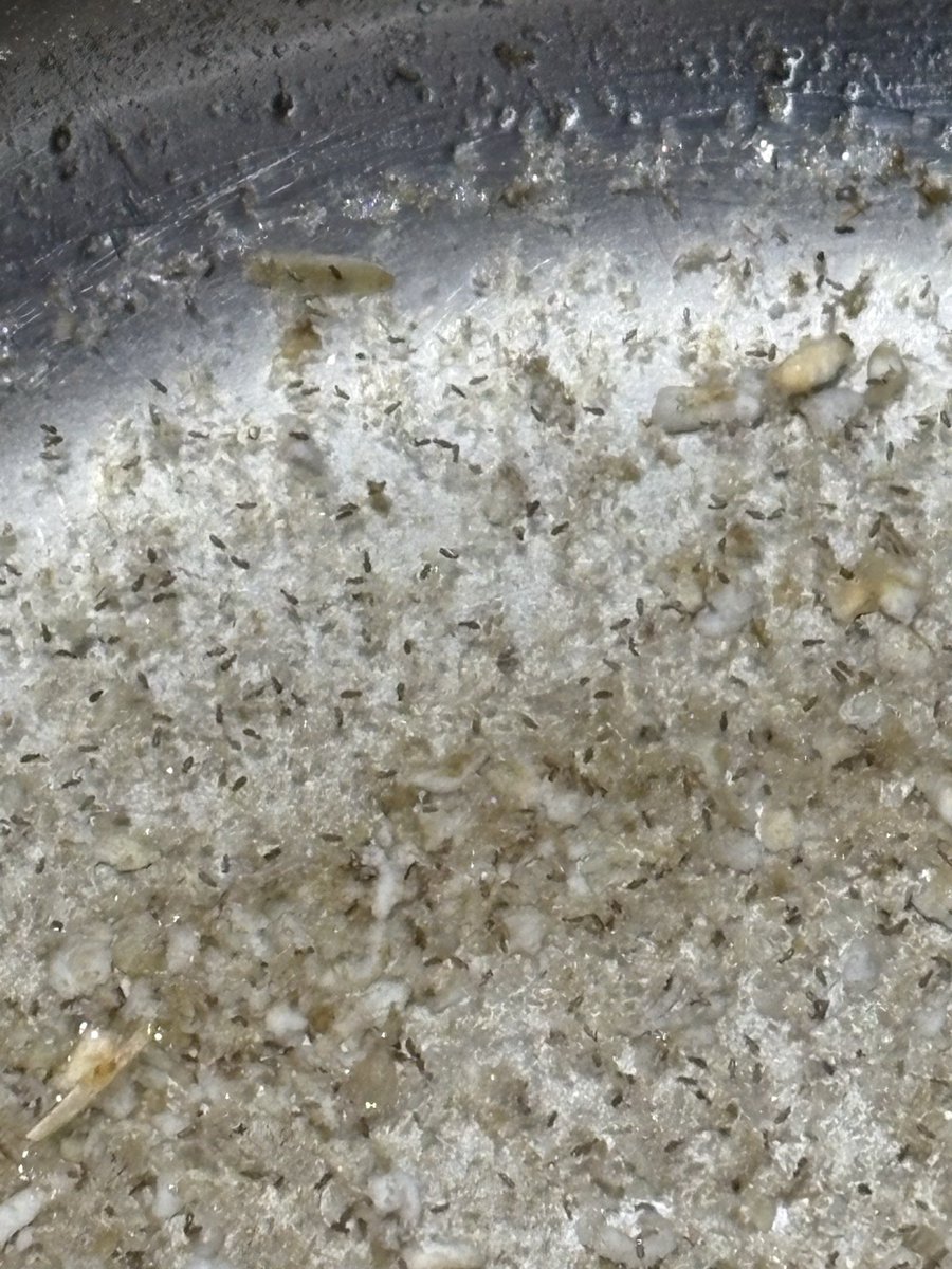 wendy11flores's tweet image. qué pasó aquí tío @SamsClubMexico @SamsClub #comida #denuncia #cofepris @COFEPRIS