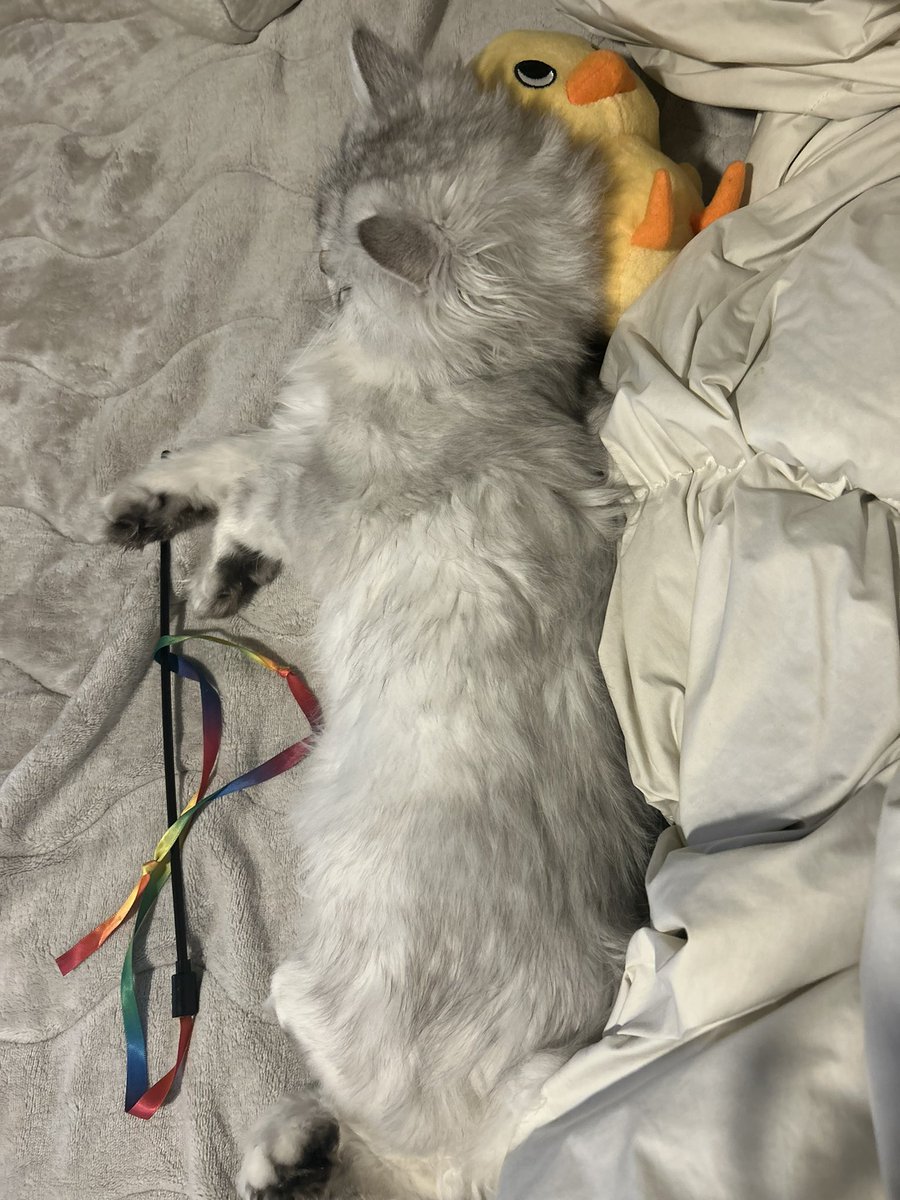 甘乃あもこ💛🌈🥖🌟 (@amoko_official) / Posts / X