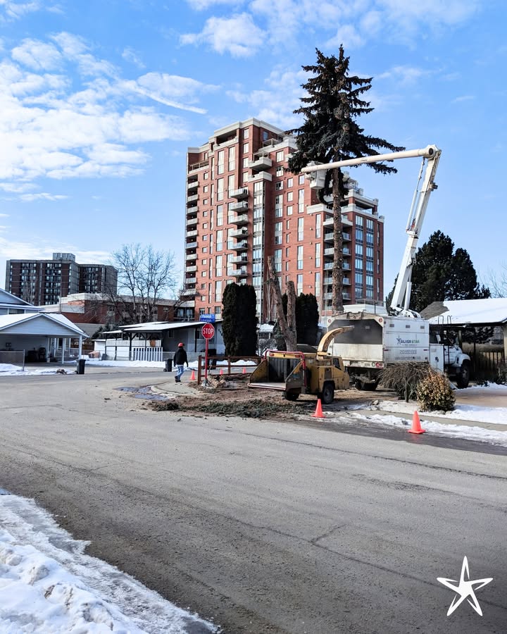 silverstartree's tweet photo. 🌲 Urban Tree Removal, Done Right 🌆
Even in tight city spaces, our crew works safely and efficiently to remove large trees with care and control.

Visit https://t.co/wexIcoHXc8

#UrbanTreeRemoval #TreeCareExperts #SafeTreeWork #SilverStarTreeCare #CityCanopyCare https://t.co/8mlIAJ6hjM