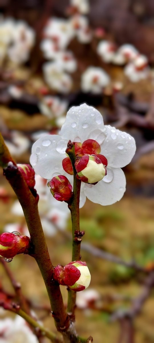 ☔雨降り☔
#雫
#花