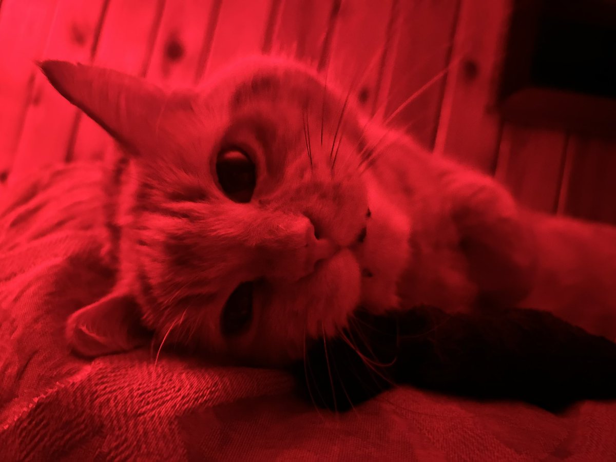 ☠Leah☠ tweet media