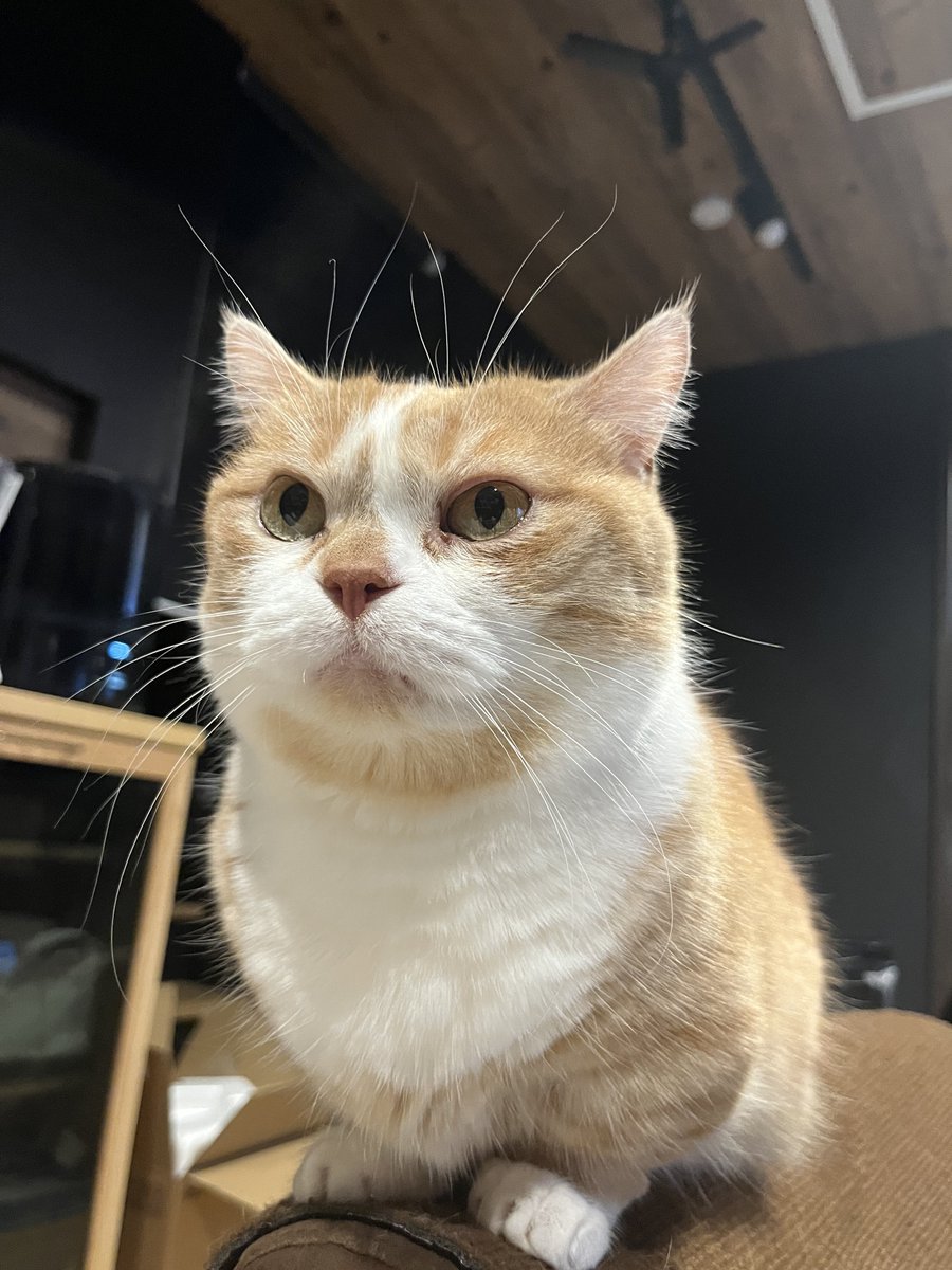 虎太郎(4歳) (@kotaro_0315) / Posts / X