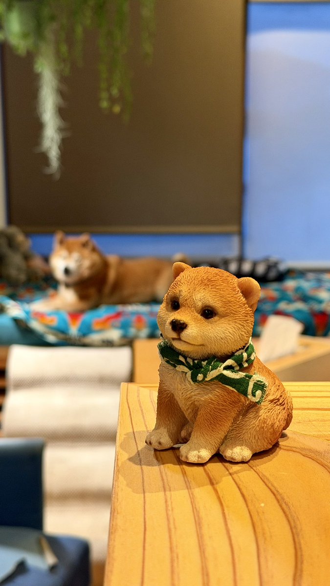 柴犬たけちよ (@takechiyo_shiba) / Posts / X