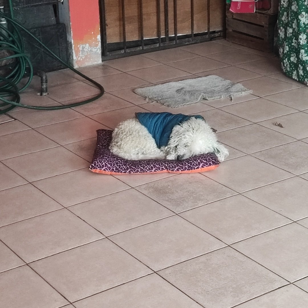 LastCwtch's tweet photo. «Yo quiero ser llorando hortelano de la tierra que ocupas y estercolas, compañero del alma tan temprano» https://t.co/KU42TrAF6y