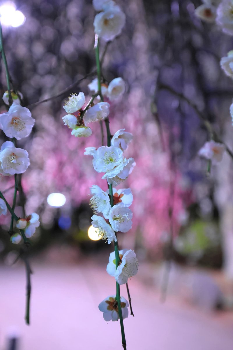 マルマル (@TGIMJcGPFppZZxP) / Posts / X