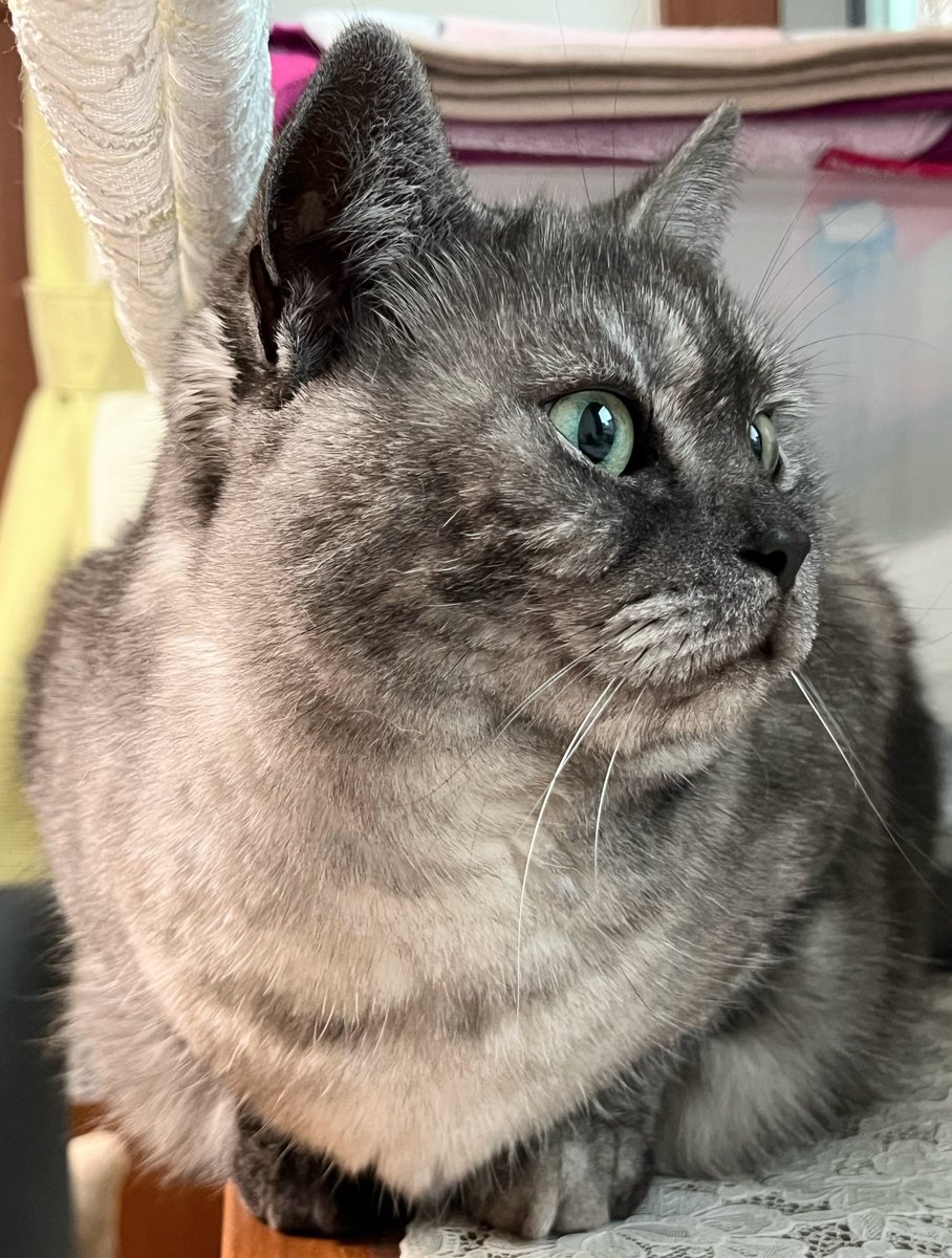 RNKmama1's tweet image. 2/25(水)おはようございます
🌷🍀

東京最高気温13℃
恵の雨です☔
通勤通学の方気をつけて行ってらっしゃい👋

先週風邪引いてから咳が止まらなくなり夜眠れないので病院受診します🏥

佳い一日をお過ごしください
🐈‍⬛💚

#猫好きさんと繋がりたい 
#ニャルソック