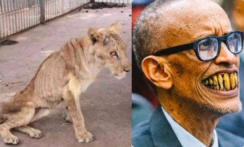 FloranMathiaBdi's tweet photo. Le vieux lion qui a rugi toute sa vie finit, sans dents ni force, par devenir la proie de ceux qu’il terrorisait hier Il oublie que la savane respecte la force et non l’arrogance. Celui qui a gouverné par la peur découvre un jr que la peur disparaît avec ses crocs @BurundiInsight https://t.co/1W8PYTwPSR
