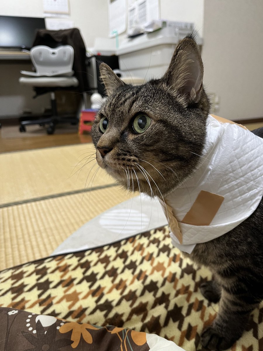 おはようございます！ （表情がかなりしっかりしてきたまめたろう）