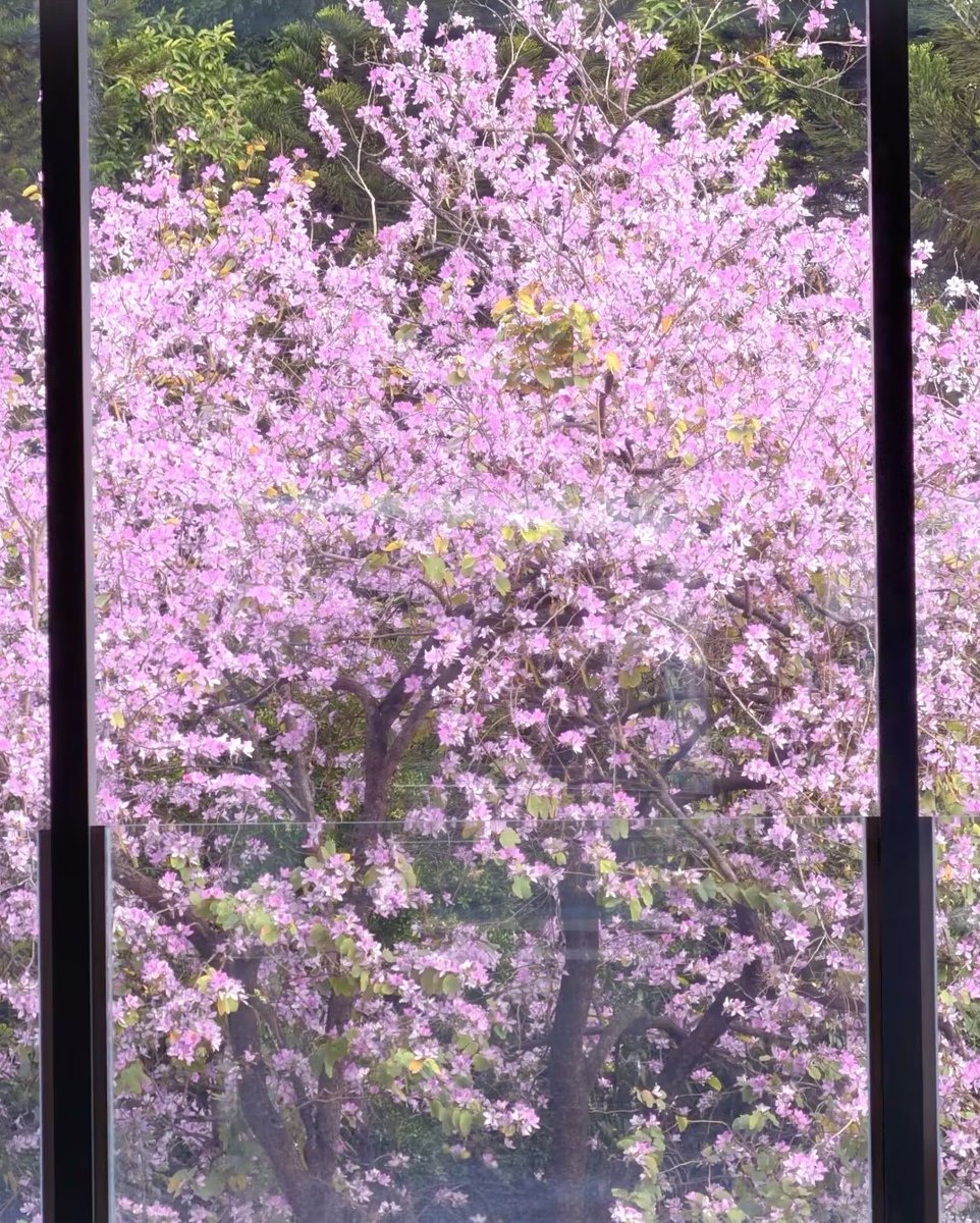 有些美好需要以近乎静止的速度才能看见。 #LibertyCat #LibertyCatNFT