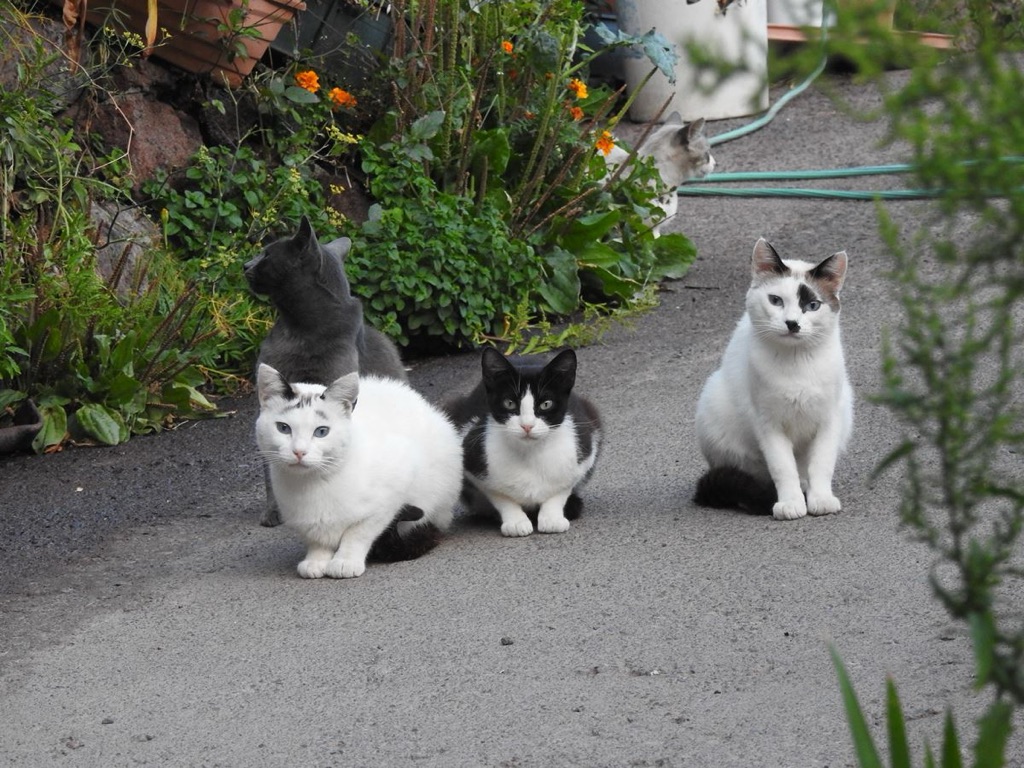 El Pinar mejora las condiciones de las colonias de gatos domésticos y esteriliza a más de ochenta ejemplares - El Hierro Bimbache elhierrobimbache.es/el-pinar-mejor…