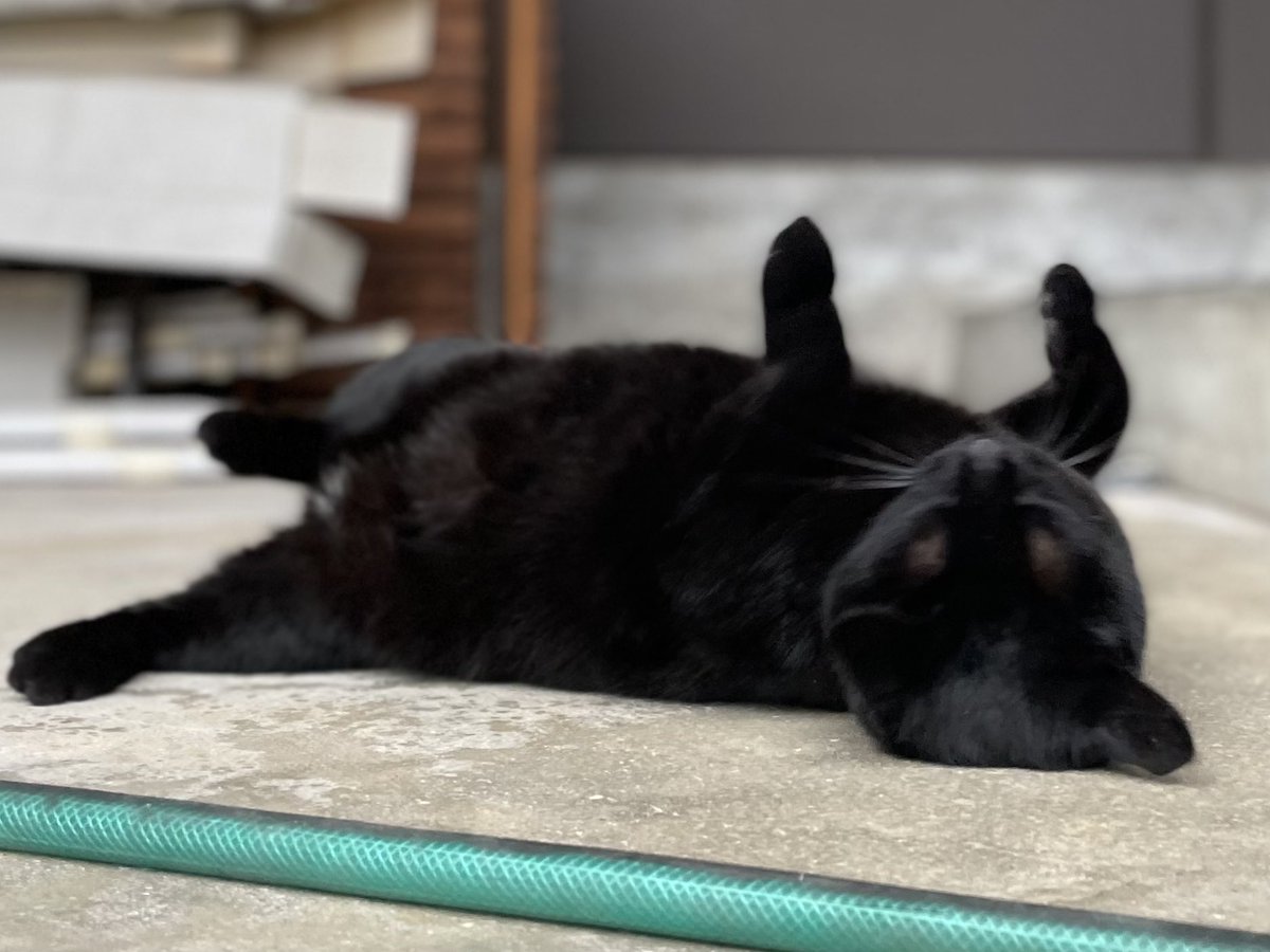 時をかける猫ニャ578 