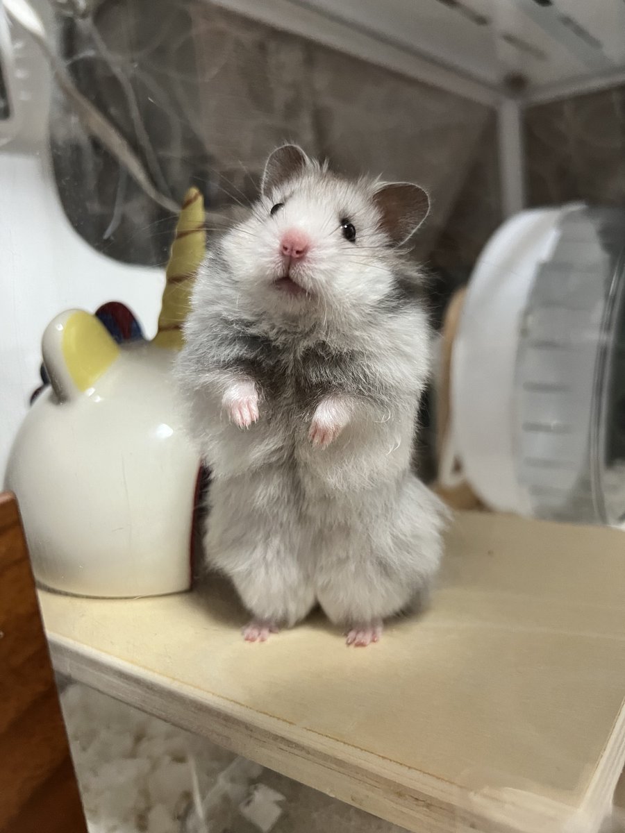 世界各国の強者を集めバトロワを主催し参加したが素手だと秒で勝つので