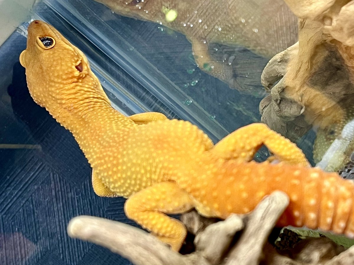 Suke Rep 神戸店 tweet media