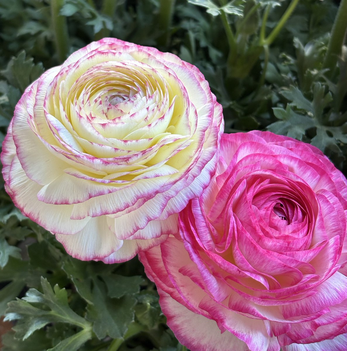 ルビー (@Al2o3_pinkruby) / Posts / X