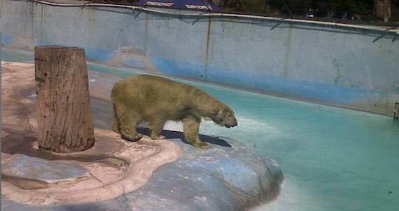 🚨Comenzó una BATALLA LEGAL contra el Zoológico de Morelia.

La razón: buscan llevar a tres manatíes a sus instalaciones.

Pero, este lugar ha sido acusado de maltrato animal DESDE HACE AÑOS. 

En el 2025 se documentó falta de agua y en el 2018 una osa polar murió en soledad. 🧵