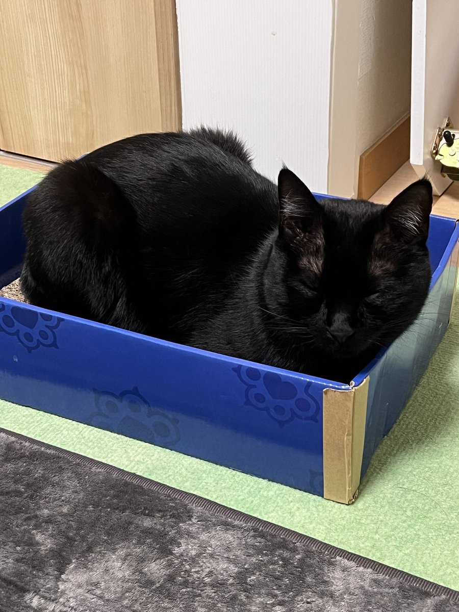 にゃん太郎 (@nyannyan__taro) / Posts / X