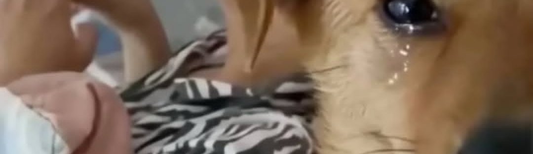 مـــــــهـMahaـا tweet media