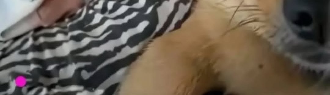 مـــــــهـMahaـا tweet media