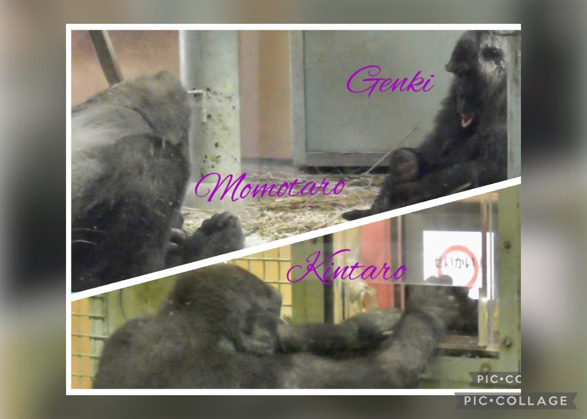 ごりらbibouroku (@bibouro03256910) / Posts / X