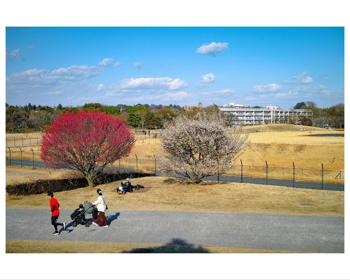 cameralenstalk's tweet photo. Shot on SIGMA DP2 Merrill📸
Spring is here…near my home🏠

https://t.co/E1ZtobfLbK

#PhotoOfTheDay
#CameraGear
#InstaPhotograph 
#StreetPhotography
#sigma 
#ExploreWithCamera https://t.co/JppNlmkwII