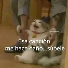 JacobsenPipe's tweet photo. Jessy &amp; Joy en #Viña2026 https://t.co/3IwkXLhWzm
