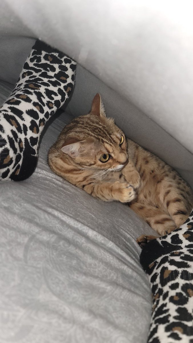 Meownight ❤️ Den snuggy time! I havent done one of these in ages. Cokes still sleeps under the blankets right by my feet, as she has every night of her life. I hope everyone had a good day, until tomorrow sleep &amp; meow well
❤️😻❤️
#CatsOfTwitter #cats #bengalcat #meowpositive2026