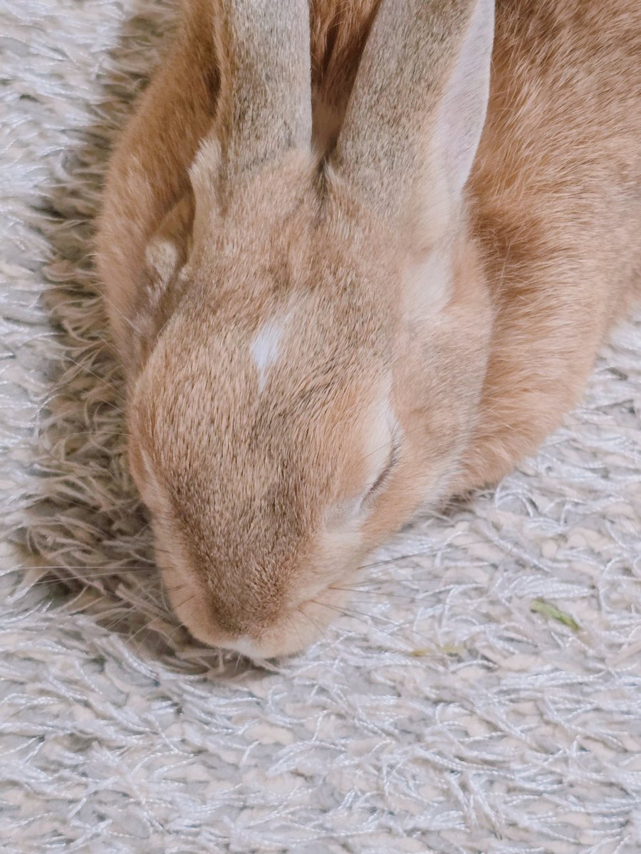 아기토끼 푸딩이 tweet media