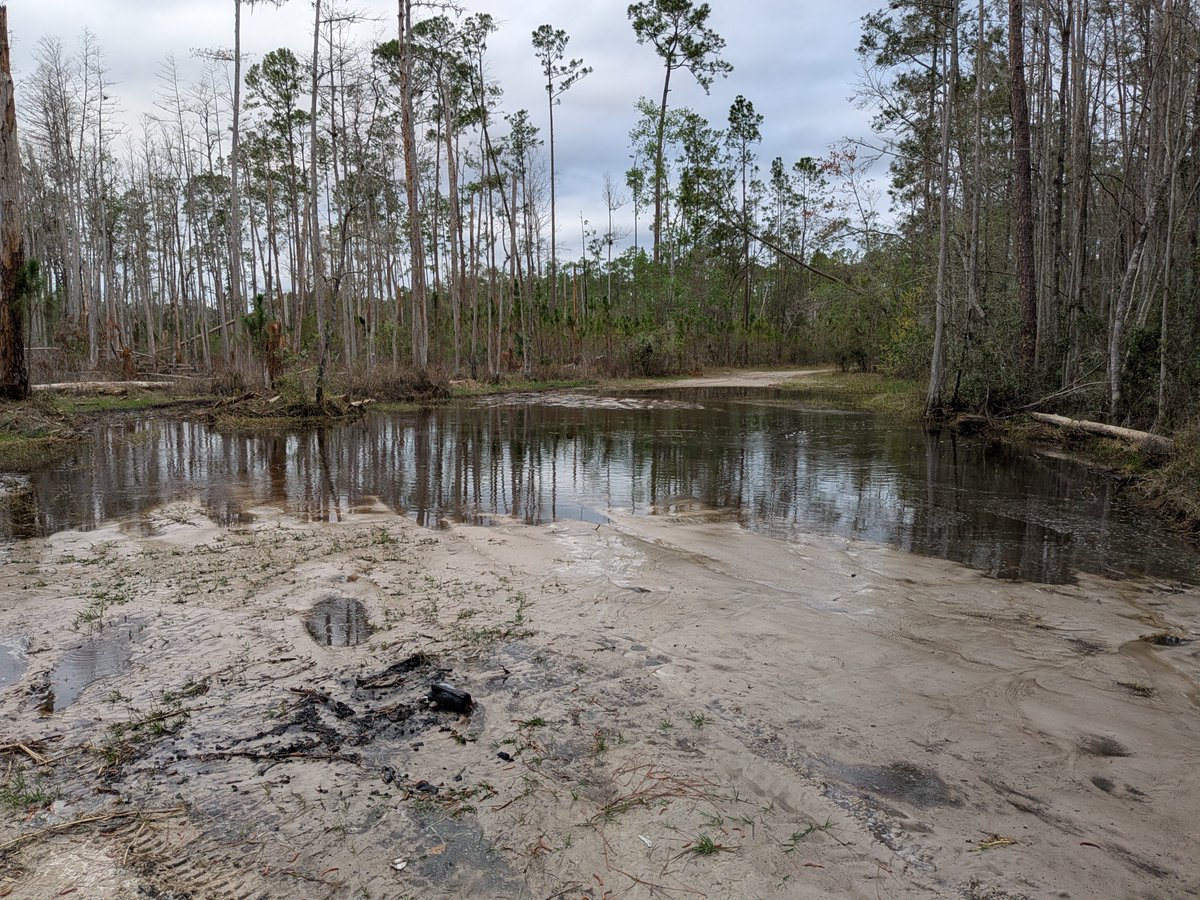 Blitzfire911 🔥⚡ tweet media