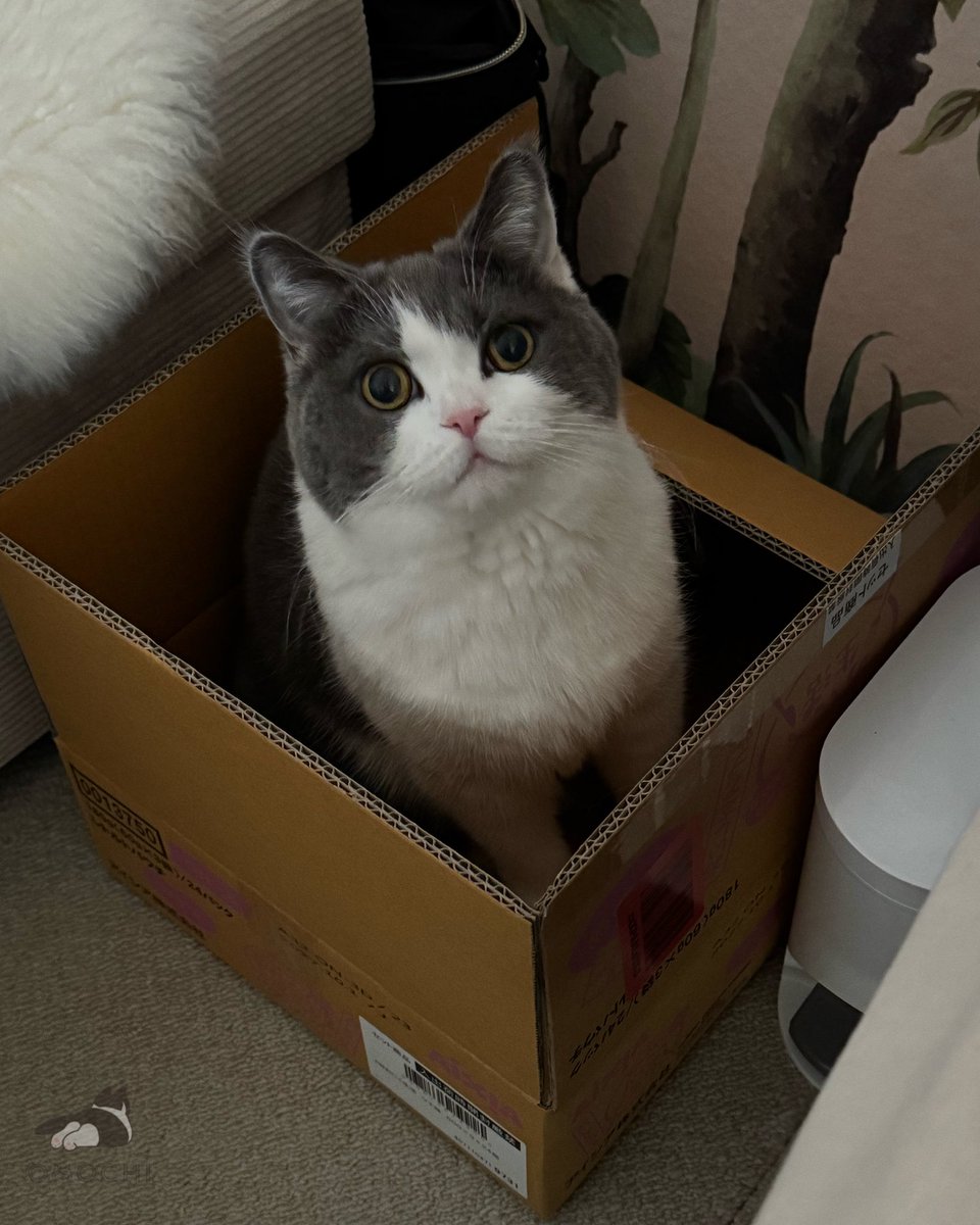 おもち (@omochiomoching) / Posts / X