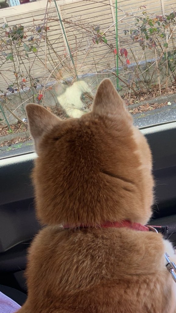 makiko56's tweet image. 鏡に映った五郎が1人！
さっき食べたのにもう、腹ペコでもある🤤
お腹と背中がくっついちゃったら
そろそろ玄関のドアを前足で開けよう〜！

#globe
#FACE
#柴犬