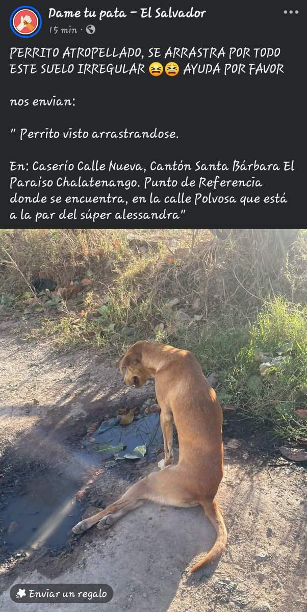 Peludos sv tweet media