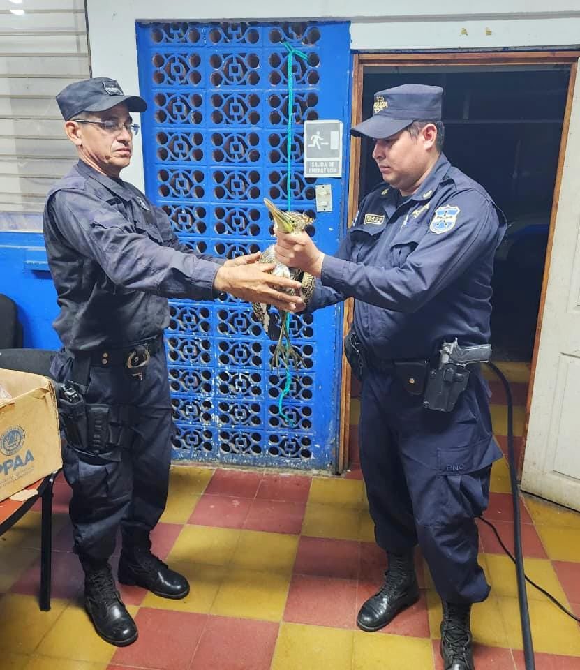 PNCSV's tweet image. 👮🏼‍♂️🦌🐢La División de Medio Ambiente en Morazán rescató a varias especies en distintas zonas del departamento.

▫️1 oso hormiguero adulto
▫️2 venados 
▫️1 tortuga
▫️1 masacuata
▫️1 garza verde

Después de una evaluación médica, los animales fueron liberados en áreas naturales