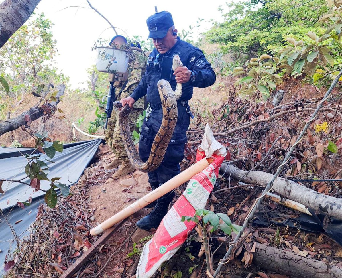 PNCSV's tweet image. 👮🏼‍♂️🦌🐢La División de Medio Ambiente en Morazán rescató a varias especies en distintas zonas del departamento.

▫️1 oso hormiguero adulto
▫️2 venados 
▫️1 tortuga
▫️1 masacuata
▫️1 garza verde

Después de una evaluación médica, los animales fueron liberados en áreas naturales