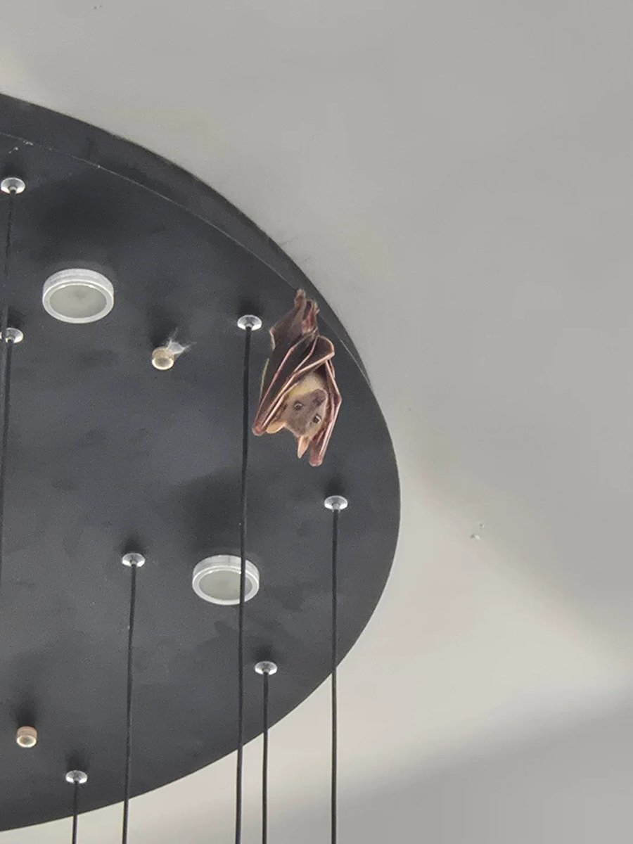 Liberta Cherguia 🇪🇺 tweet media