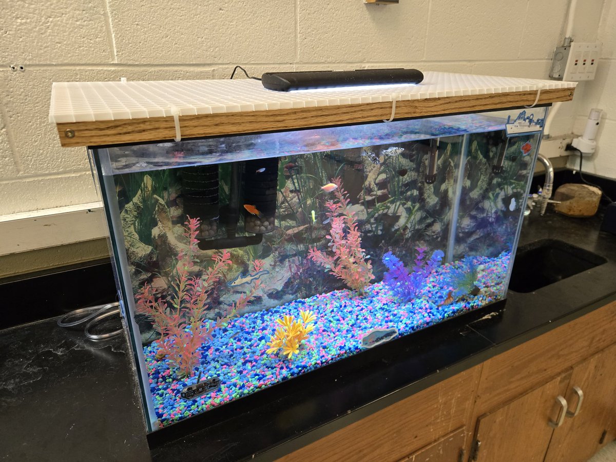 wnchem's tweet photo. A biology teacher's plastic aquarium lid cracked. Cut some leftover oak and added a white plastic grate. Screwed & glued the frame. Golden oak stain and 3 coats of polyurethane. No trips to hardware store needed! #ScienceDeptUpgrades #BehindTheScenes #StretchThatBudget https://t.co/iUrs58m8G0