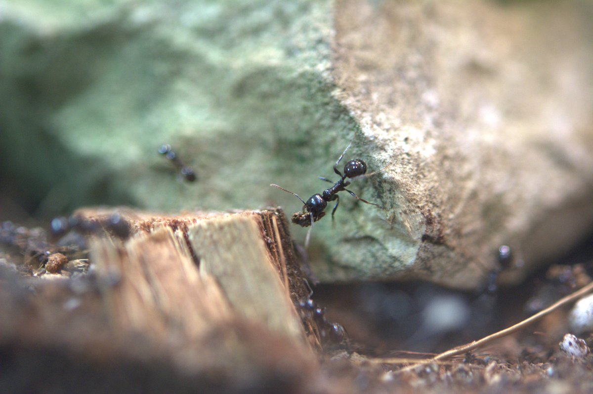 Ross Girshick tweet media