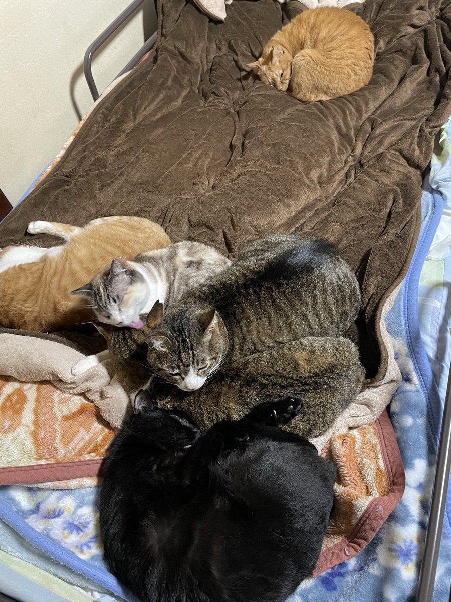 sugisan2's tweet photo. 久々の猫団子🐱🍡
雨だから猫たちもスヤスヤ💤
#猫好きさんと繋がりたい #猫のいる暮らし #猫のいる生活 #保護猫 #巨大猫 #ぽっちゃり猫 #モフモフ #猫吸い https://t.co/3NWEihjgIL