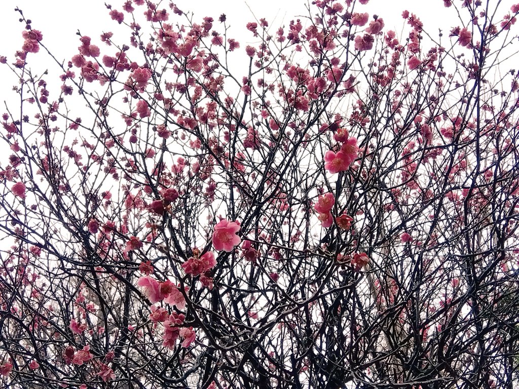 雨の中 梅の花 花びら