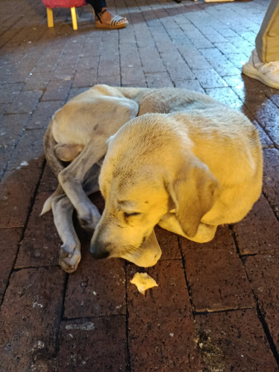 <a href="/dumek_turbay/">Dumek Turbay Paz</a> <a href="/Marce_Tabares/">Marce Tabares 🐶</a> por favor su ayuda con este peludito, se encuentra en la esquina de la Catedral mayor y parque de Bolívar, No recibe ni agua ni Alimento, se ve muy mal..
