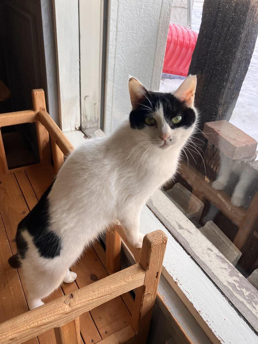 非営利型 一般社団法人 ねこたまご (@nekotamago_) / Posts / X