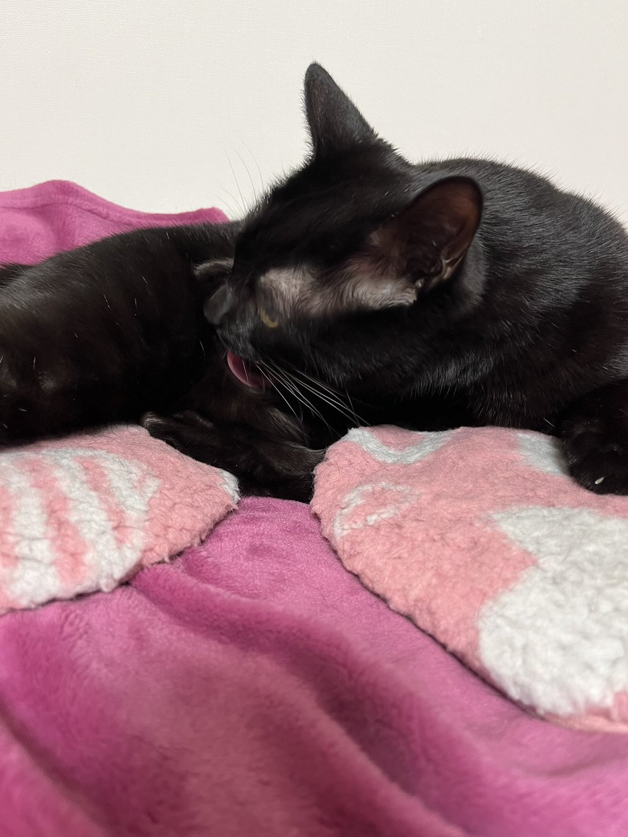 毛づくろい中 #黒猫 #BlackCat #猫のある暮らし #ねこのいるせいかつ