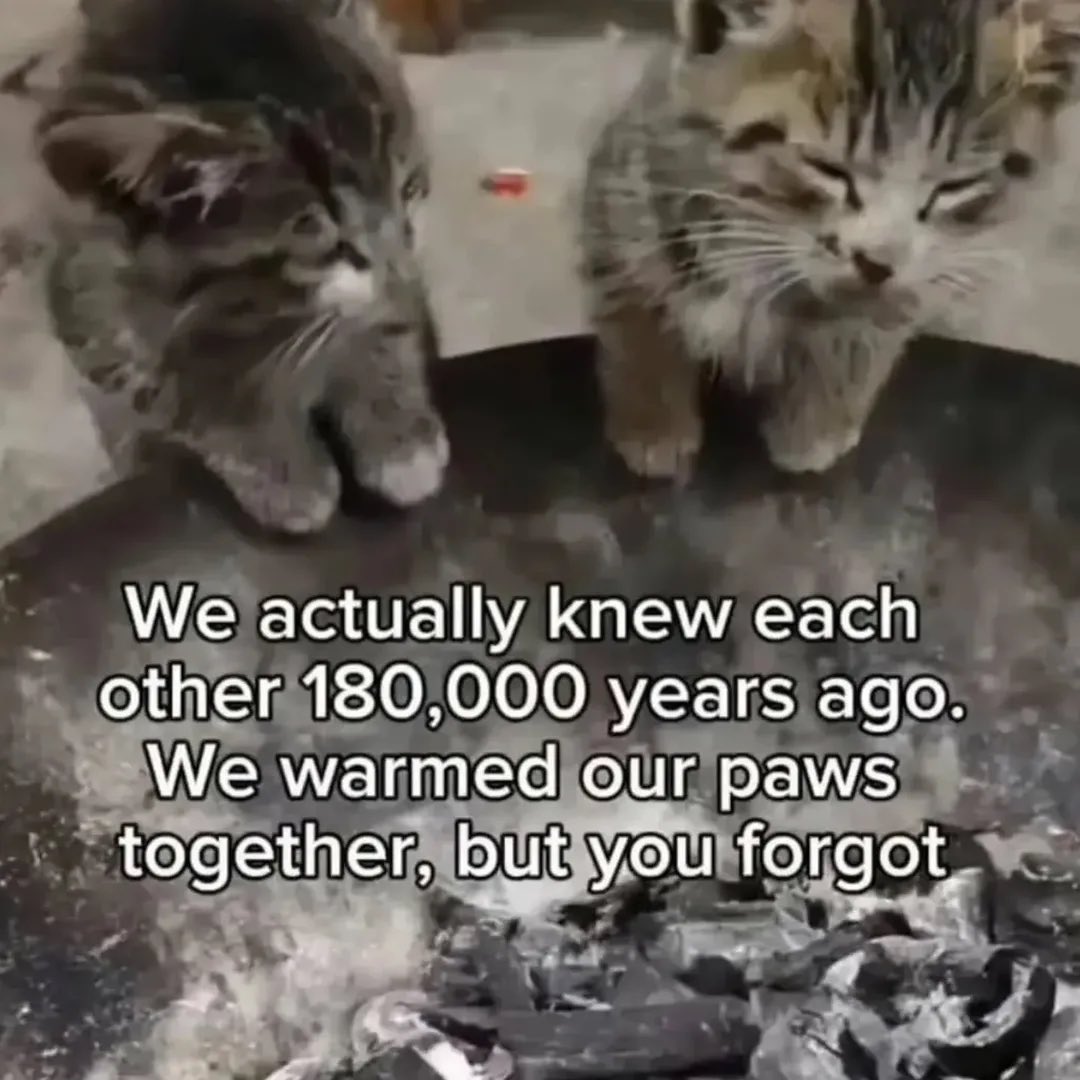 LiterallyMeCats tweet media