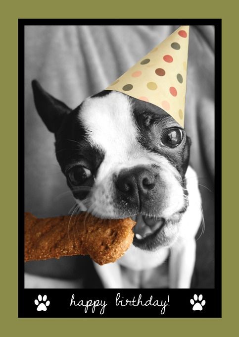 MissZoeKitty's tweet image. Happy Birthday Albie! Hope it's full of fabulous fun! 🥳🎂🎈🎉❤️