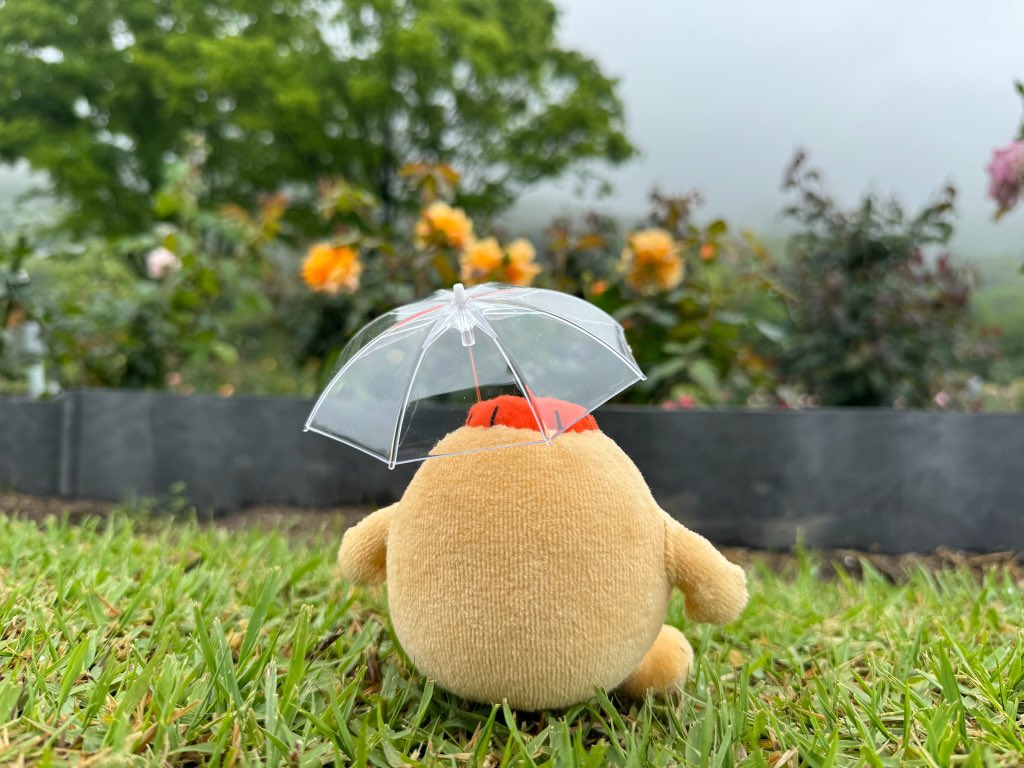 おはにょ☁️ 週の真ん中すいようび!! 午後から雨が上がって おはにょ☁️ 週の真ん中すいようび!! 午後から雨が上がって